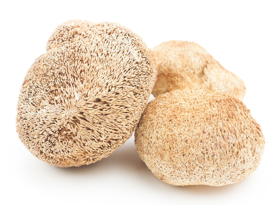 Hericium: Wirkung & Anwendung des Igelstachelbarts