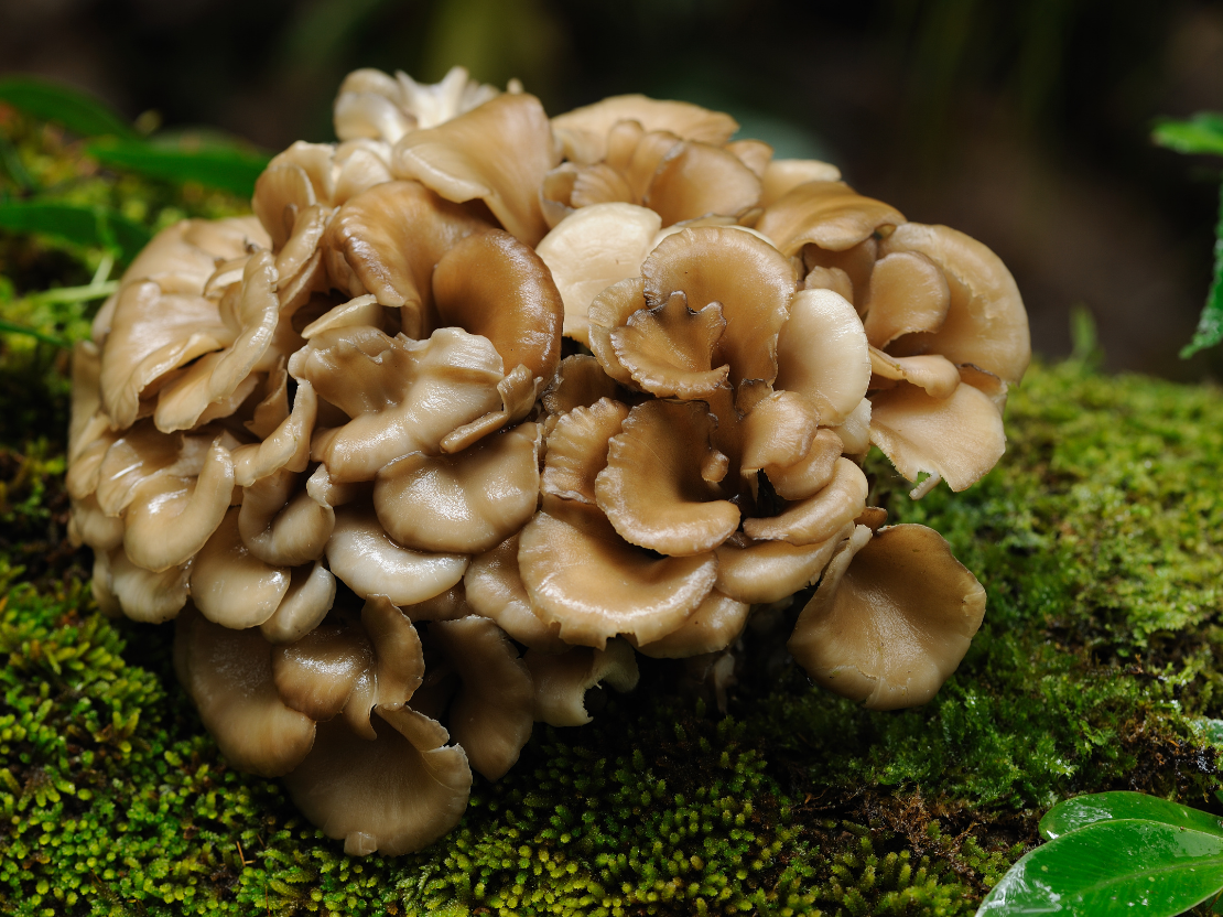 Maitake Wirkung & Anwendung – das nützt der gemeine Klapperschwamm