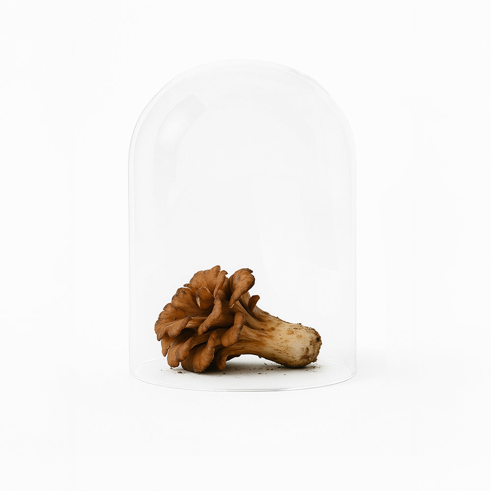 Pure Balance Flüssigextrakt mit Reishi und Maitake