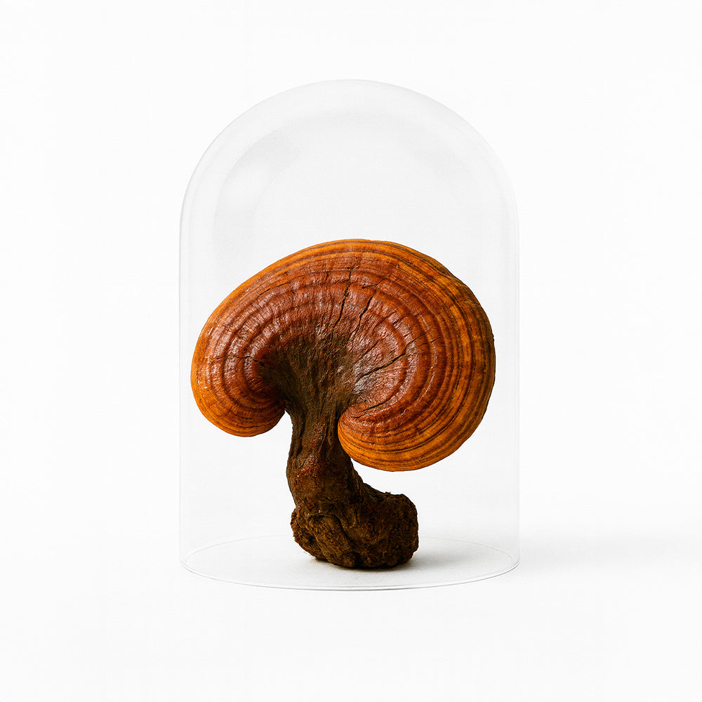 Pure Night Flüssigextrakt mit Reishi und Hericium