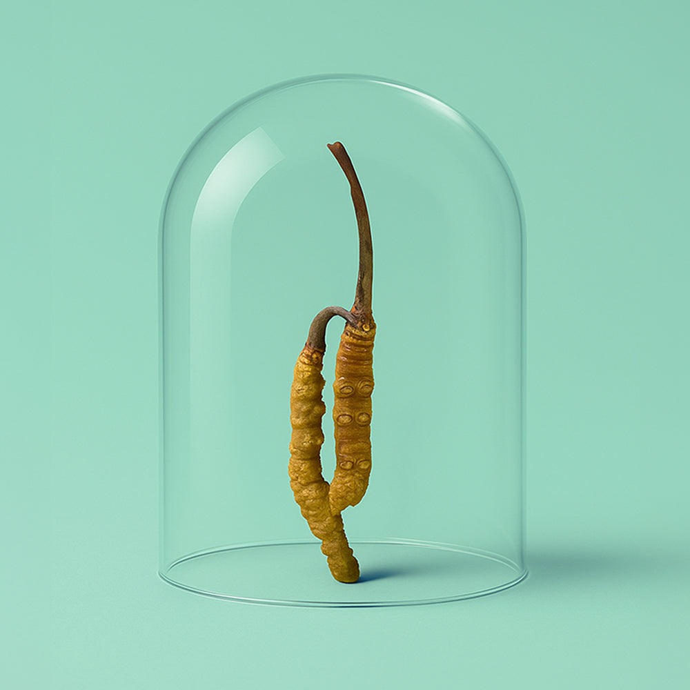 Cordyceps