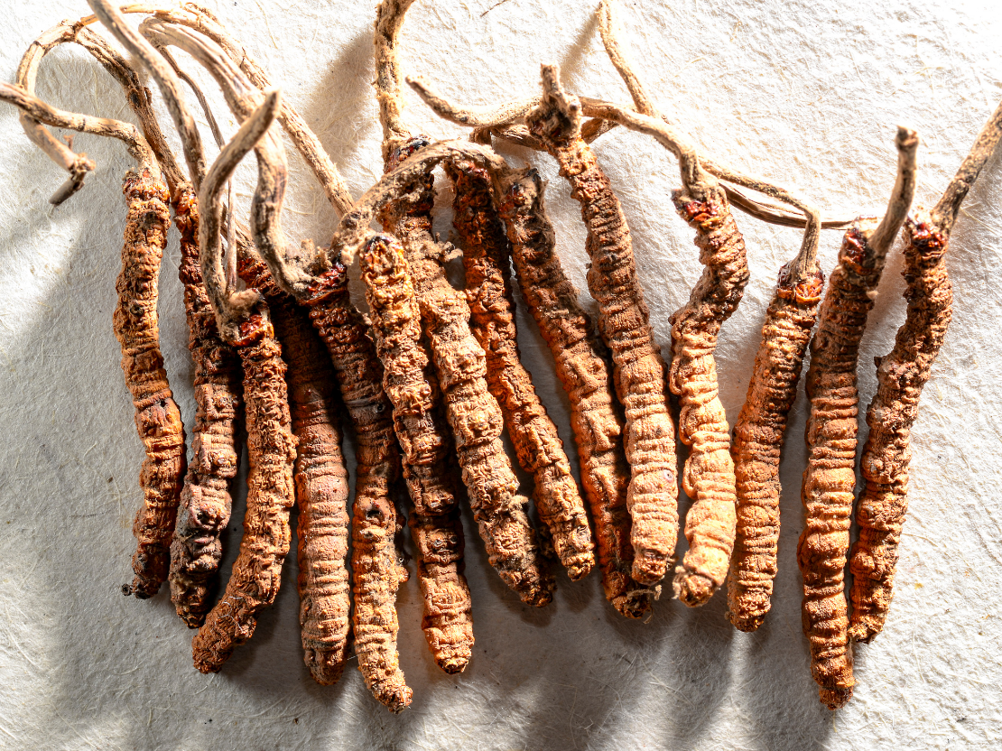 Cordyceps Wirkung & Anwendung des Raupenpilz