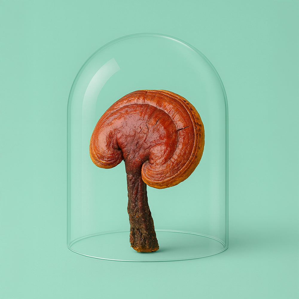 Reishi